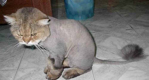 Minou Rase